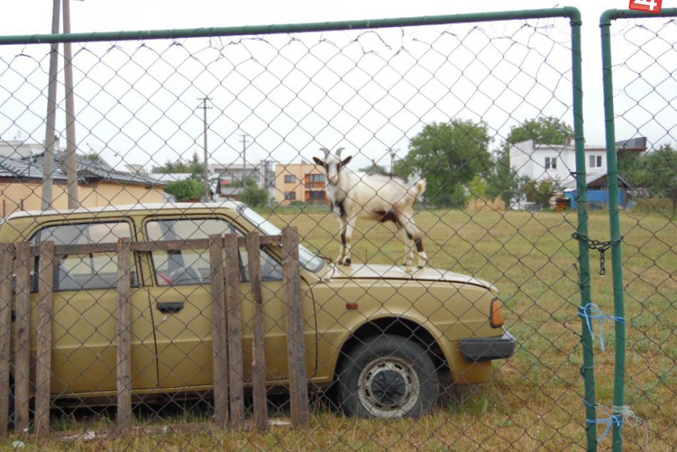 Koza-pozérka, ktorá vie ako na vec :)