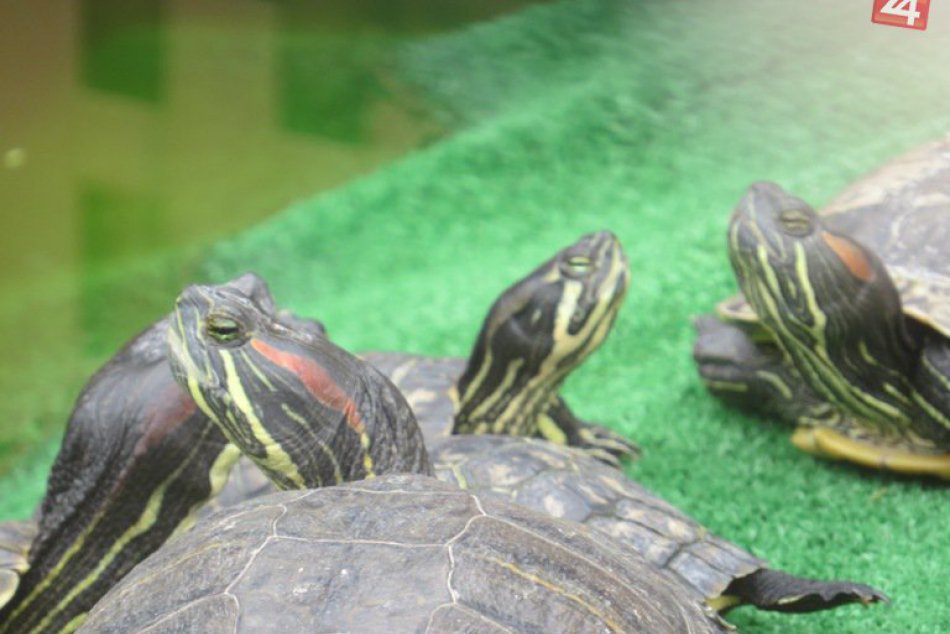 V centre Michaloviec sa kúpu úplne bez zábran: Naše krásavice!