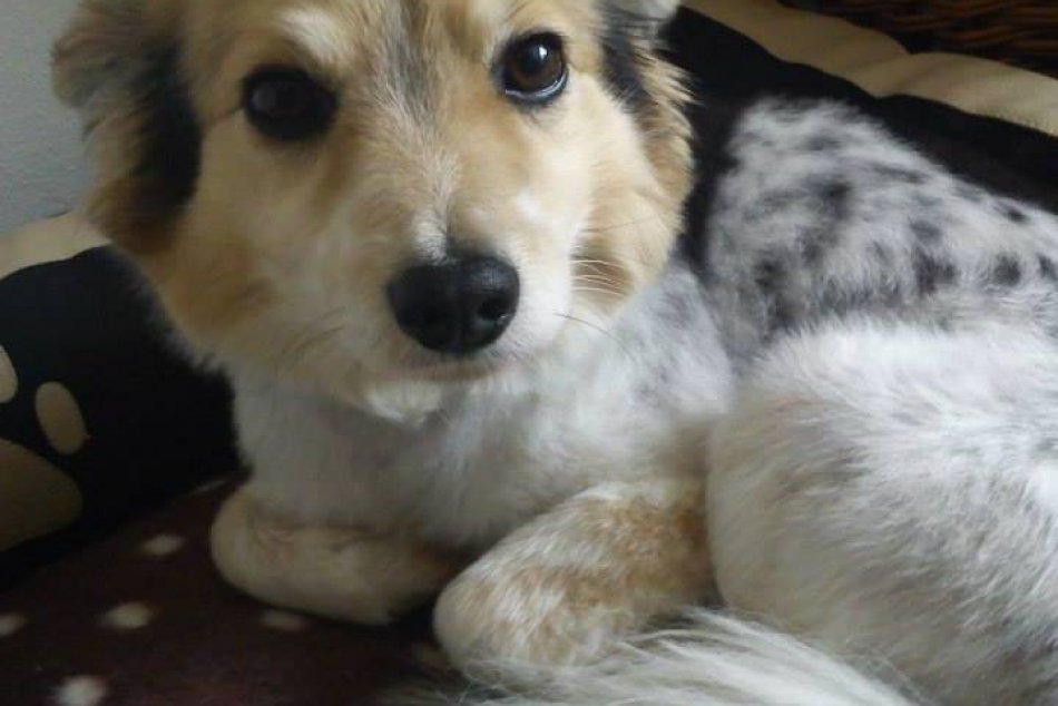 Stratený Foxík sedel v aute počas búračky: Nevideli ste ho?