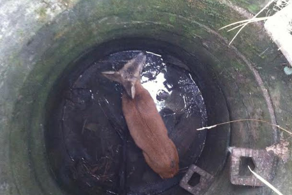 Liptovskomikulášski hasiči zachraňovali srnčeka uviaznutého v šachte