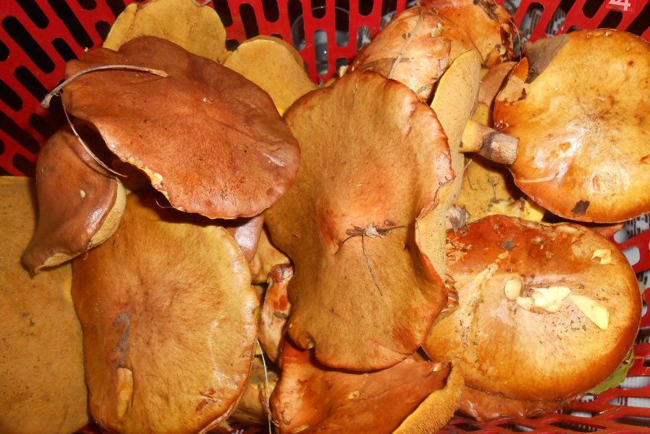 Srdce každého hubára zaplesá: Hríby pri Prešove rastú!