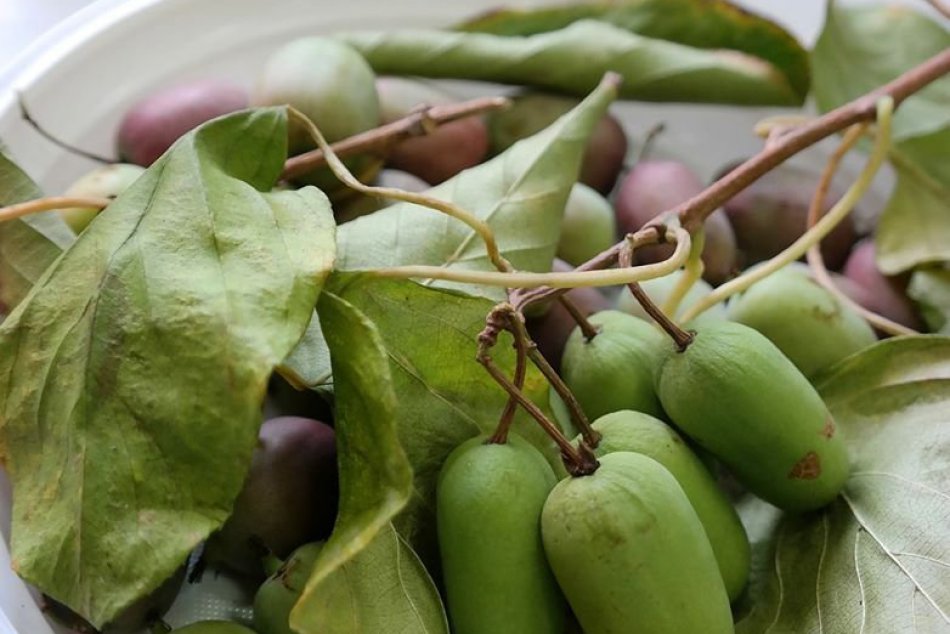 Pohľad na zaujímavé plody z topoľčianskej výstavy ovocia a zeleniny