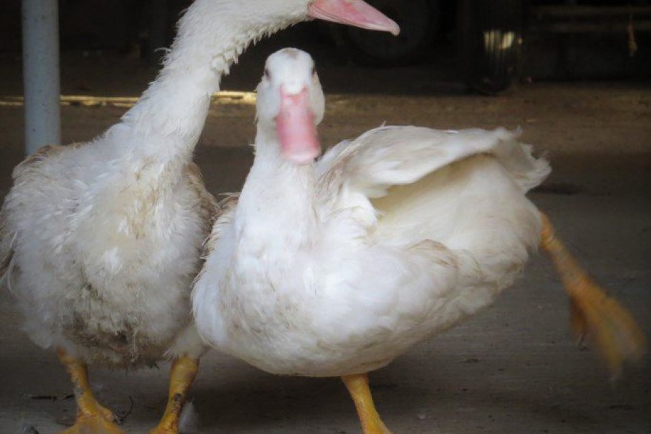 Michalovčan chová husi s kačkami: Dá sa to nielen na dedine