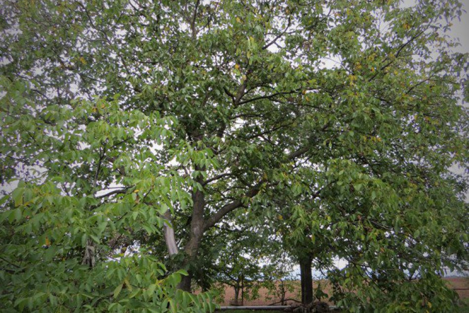 Michalovčania pozbierali už takmer všetky orechy