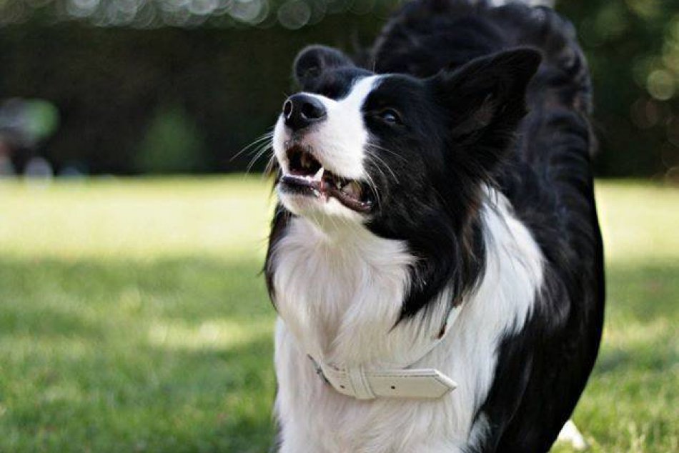 Kúsky šikovného psíka mladej Bystričanky v OBRAZOCH