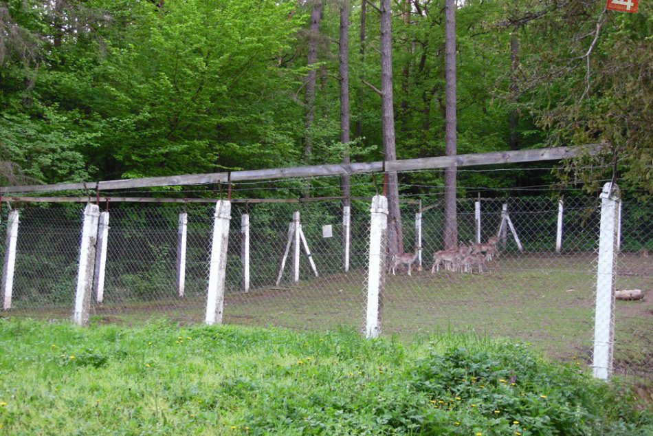 Kam so svojimi ratolesťami v Humennom?