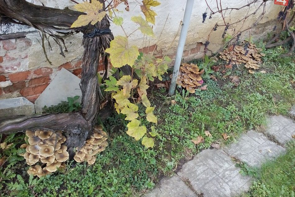 Podpinkové kráľovstvo na dvore jedného z rodinných domov v Humennom :)