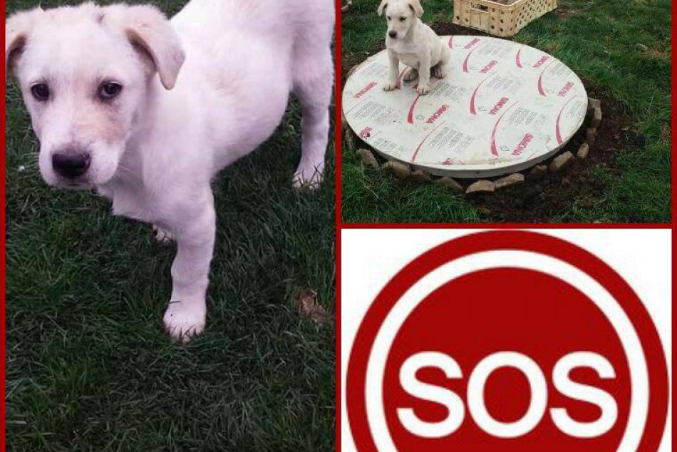 Tieto psíky hľadajú láskyplný nový domov