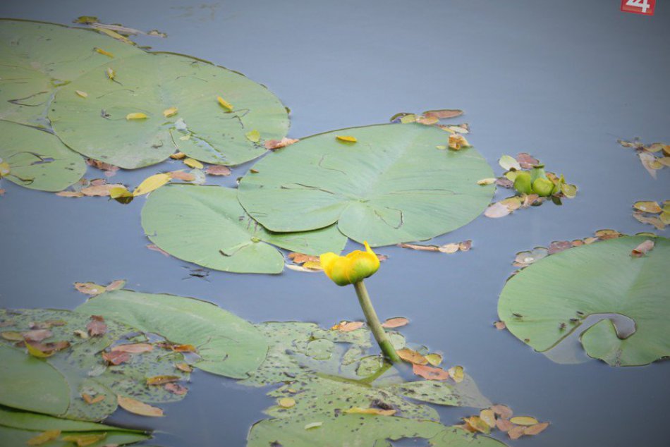 Rybníky s domčekom na strome: Rozprávkové miesto v michalovskej dedinke