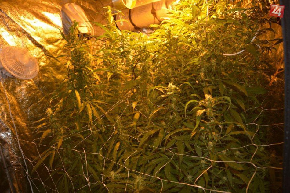 FOTO: Košičanovi v byte našli obrovské množstvo marišky!