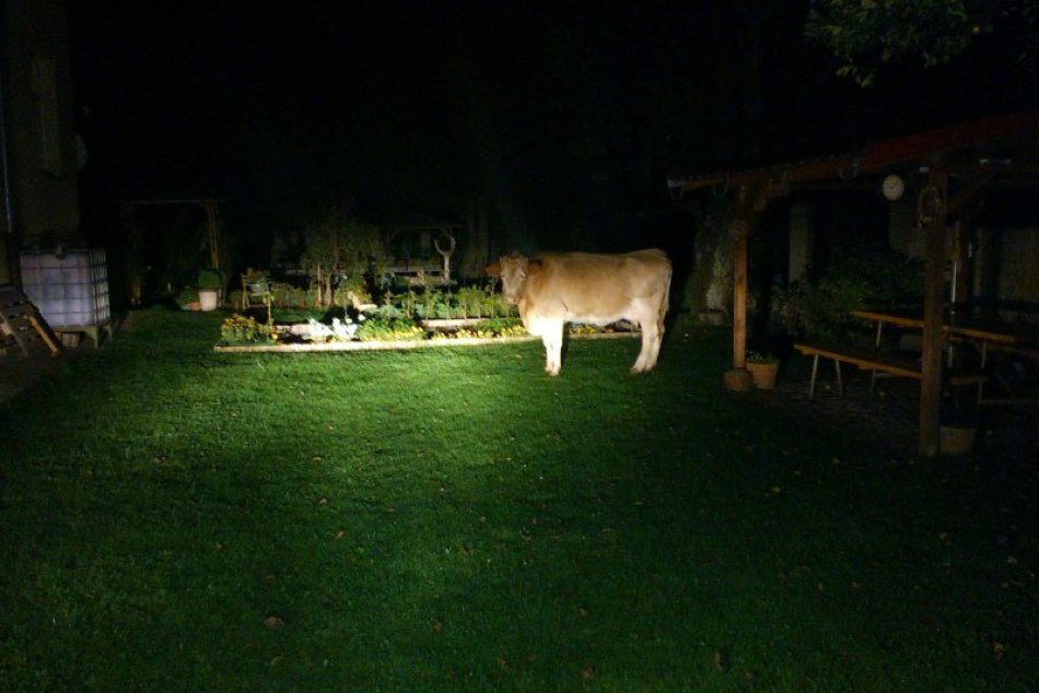 Krava Milka to v kremnických uliciach poriadne roztočila