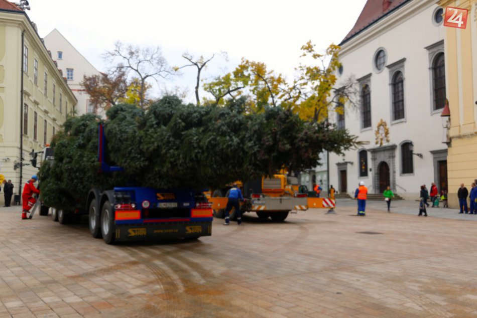 Osadenie vianočného stromčeka