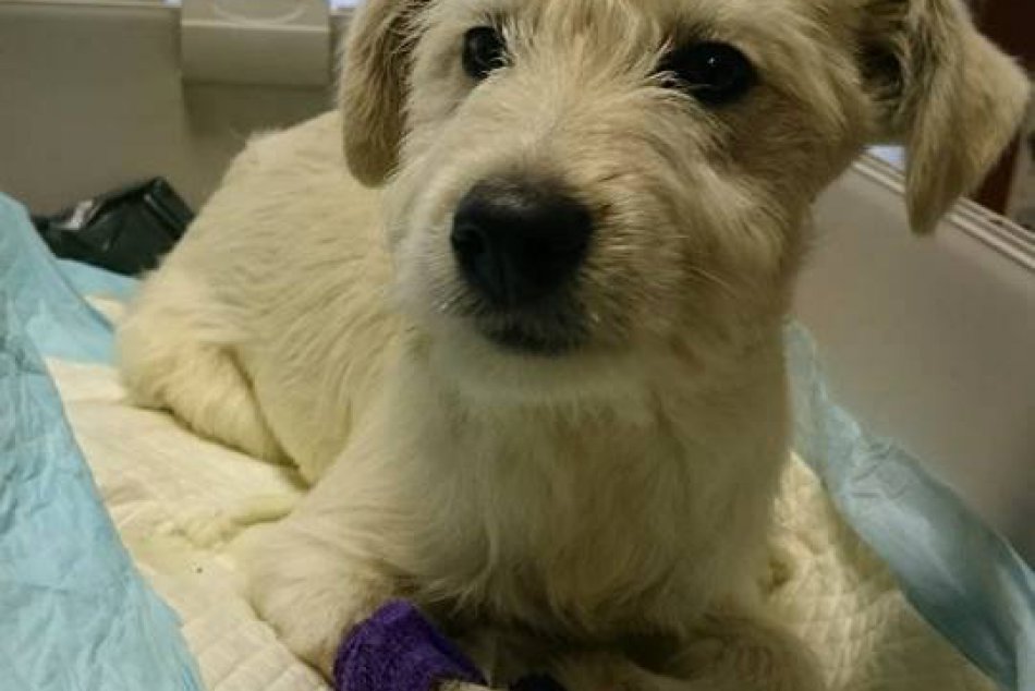 Bojovník Teyo hľadá milujúcu rodinu