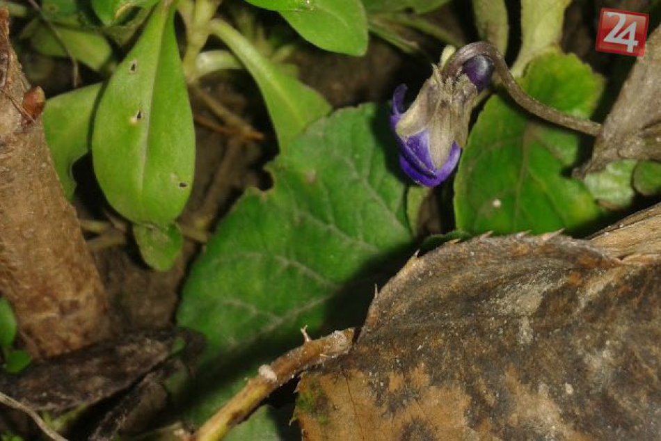 Počasie si z nás robí dobrý deň: V Nitre rastú fialky!