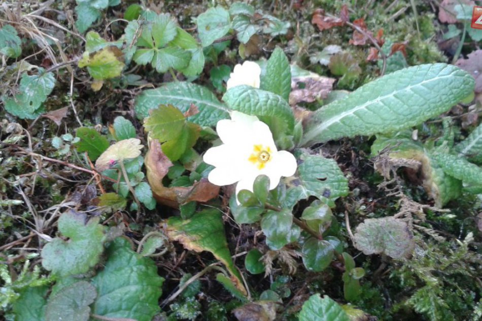 V Banskej Bystrici vykvitli prvé jarné kvietky, v decembri :)