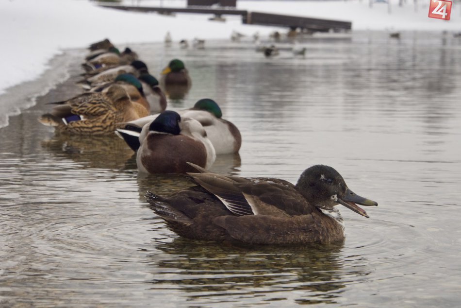 Bratislava pod snehom