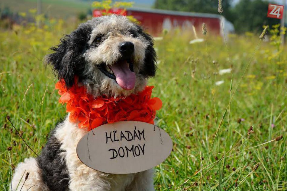 Tuláčikovia čakajú na svoj nový domov: Viete im ho poskytnúť vy?