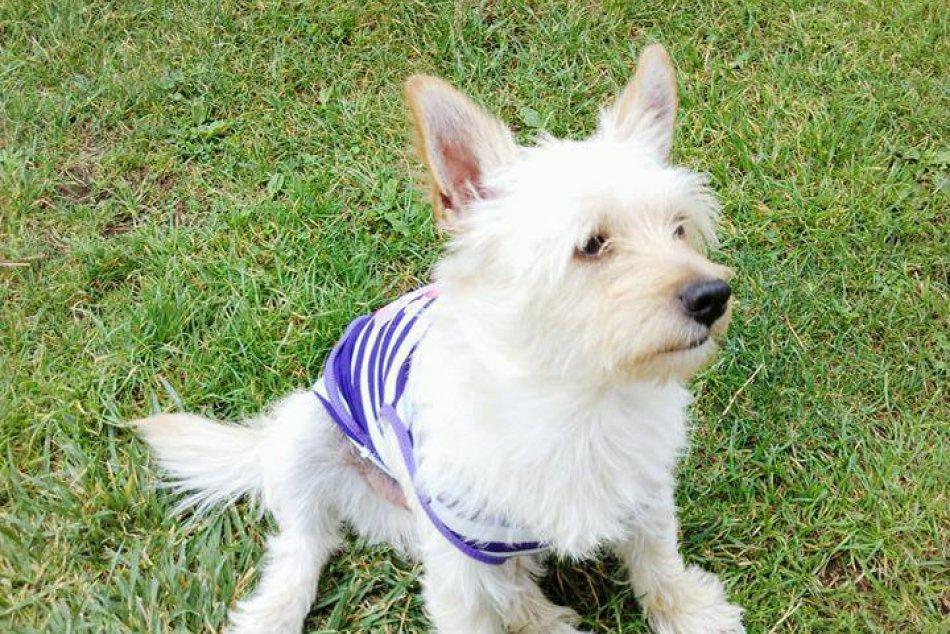 Strapatý kríženec Daffy: Nezahliadli ste ho niekde?