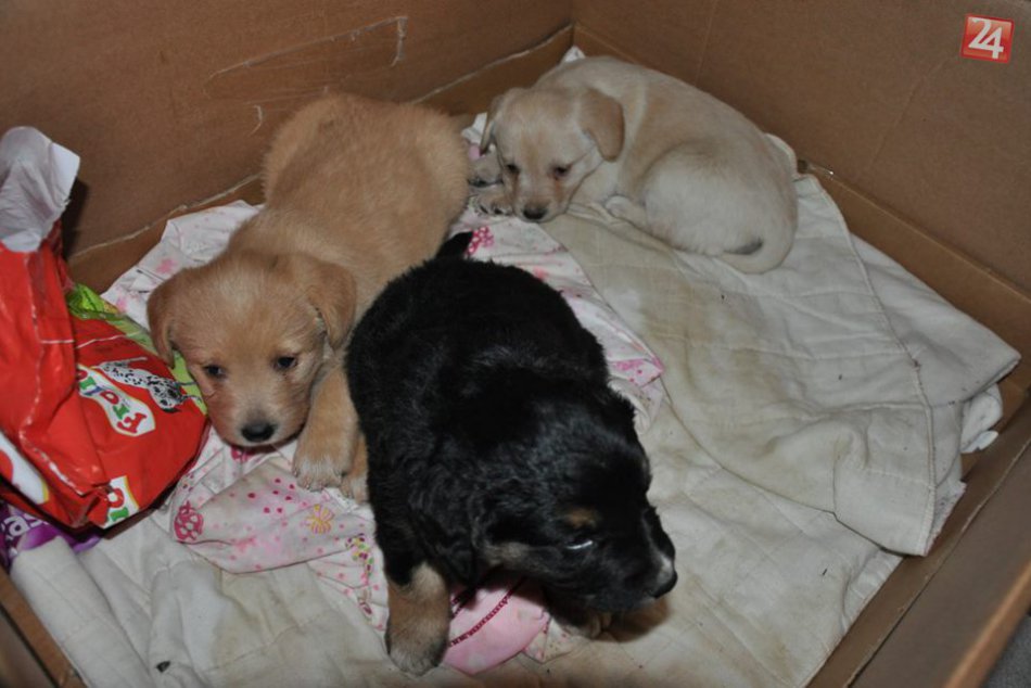 Tri roztomilé šteniatka hľadajú domov, inak skončia v útulku!