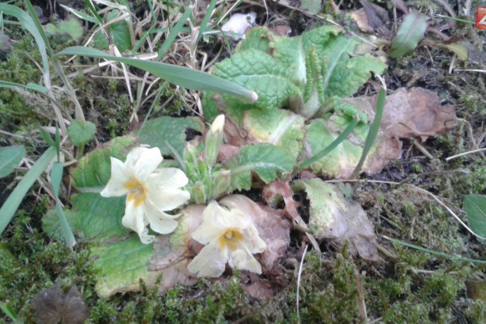 Nečaká nádhera v centre Bystrice