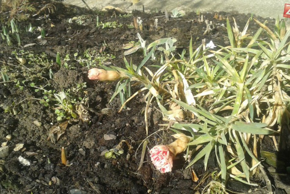 Nečakaná krása v Brezne