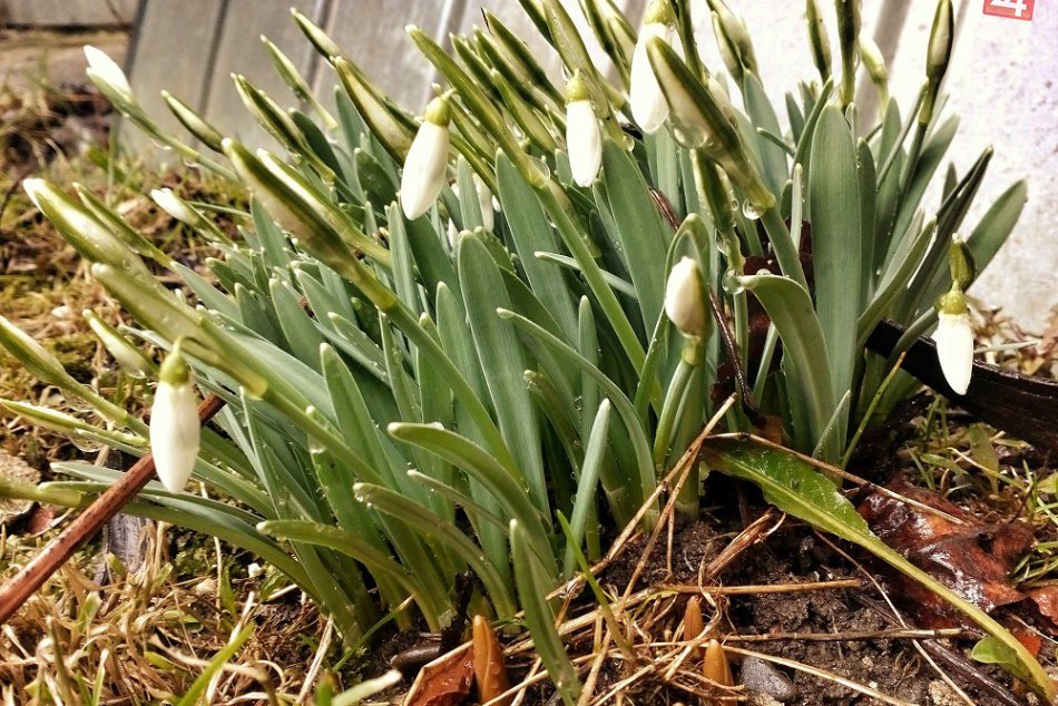 10.2. 2016: V Humennom už začali kvitnúť snežienky!