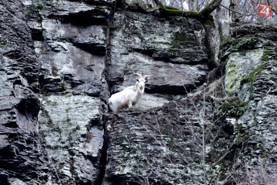 FOTO len pre silné povahy: Takto dopadol ihráčsky ,,kamzík"