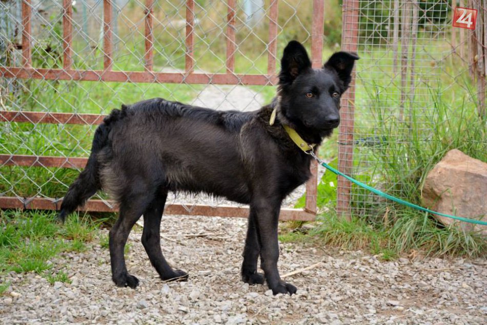 Krásni tuláci čakajú len na vás: Poskytnete im domov?