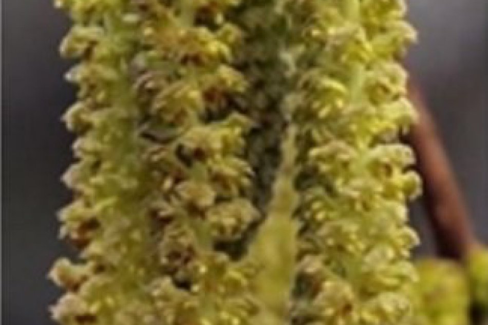 V Arboréte Mlyňany momentálne kvitnú tieto rastliny