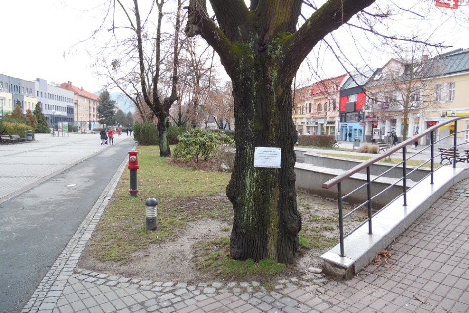 Foto z humenského námestia: Na stromoch sa objavilo toto!