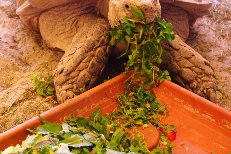 Maskot Vinco: Takúto raritu, akú máme v Nitre široko ďaleko nenájdete