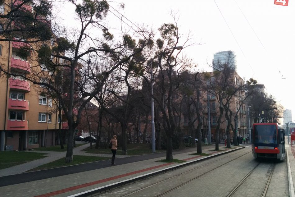 Stromy na Žilinskej