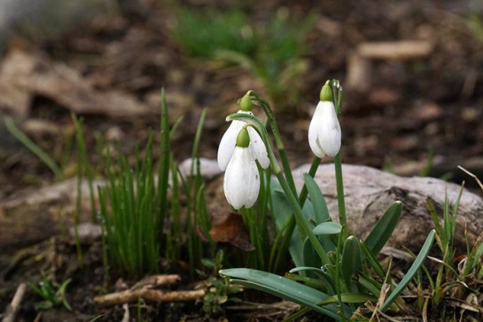 Jar v bratislavskom  lesoparku