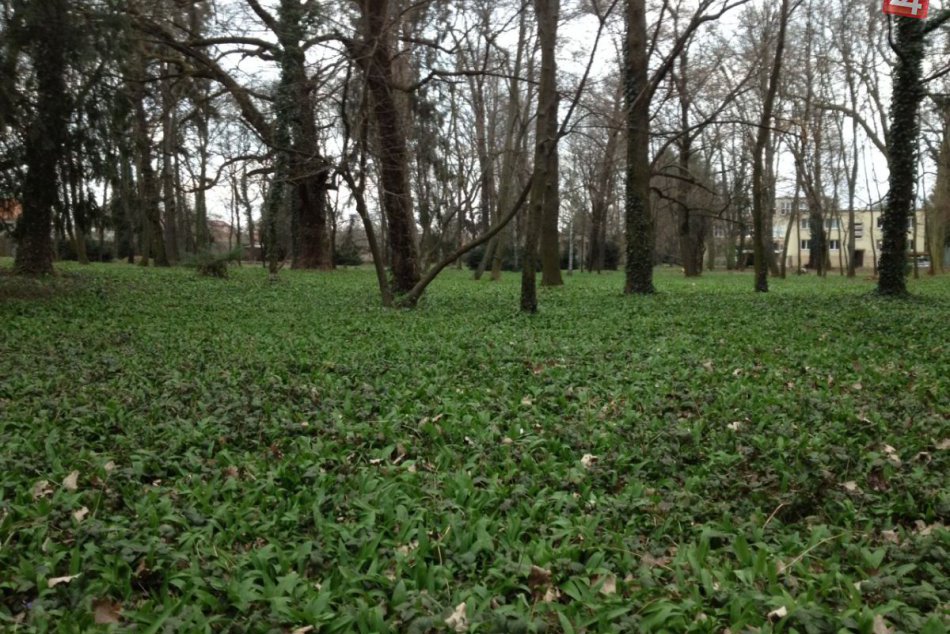 Park v Novej Vsi nad Žitavou je na medvedí cesnak veľmi bohatý