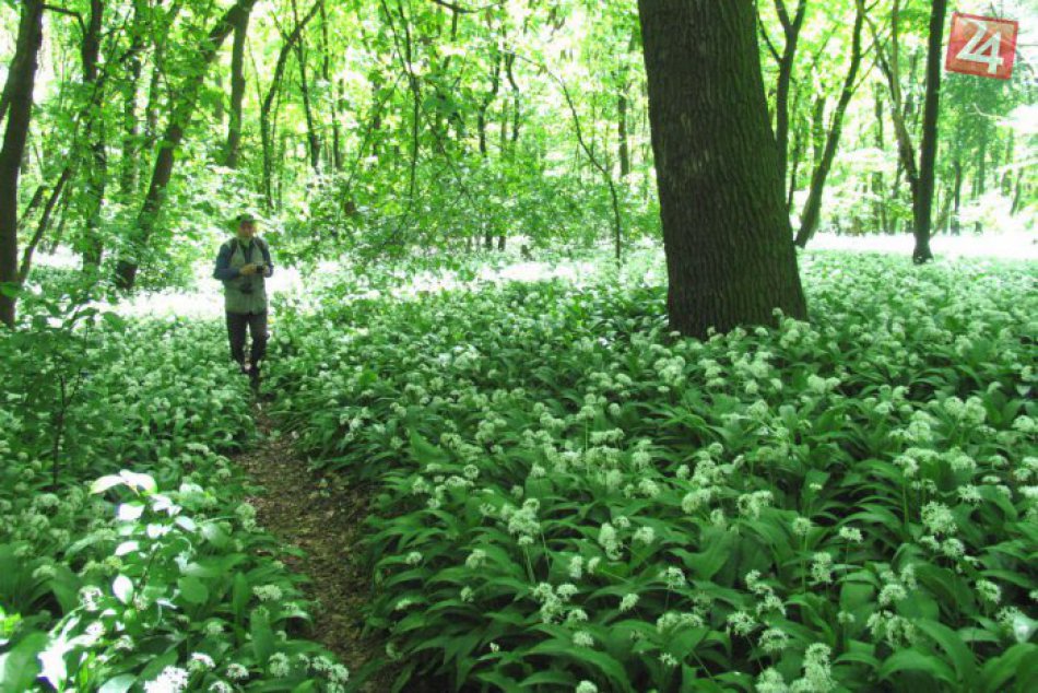 Medvedí cesnak neďaleko Michaloviec