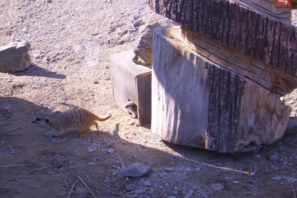 Úžasné surikaty vám spríjemnia dnešný deň