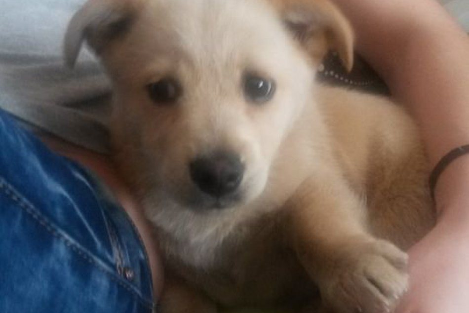 V Liptovskom Mikuláši sa stratil psík: Nepatrí náhodou vám?