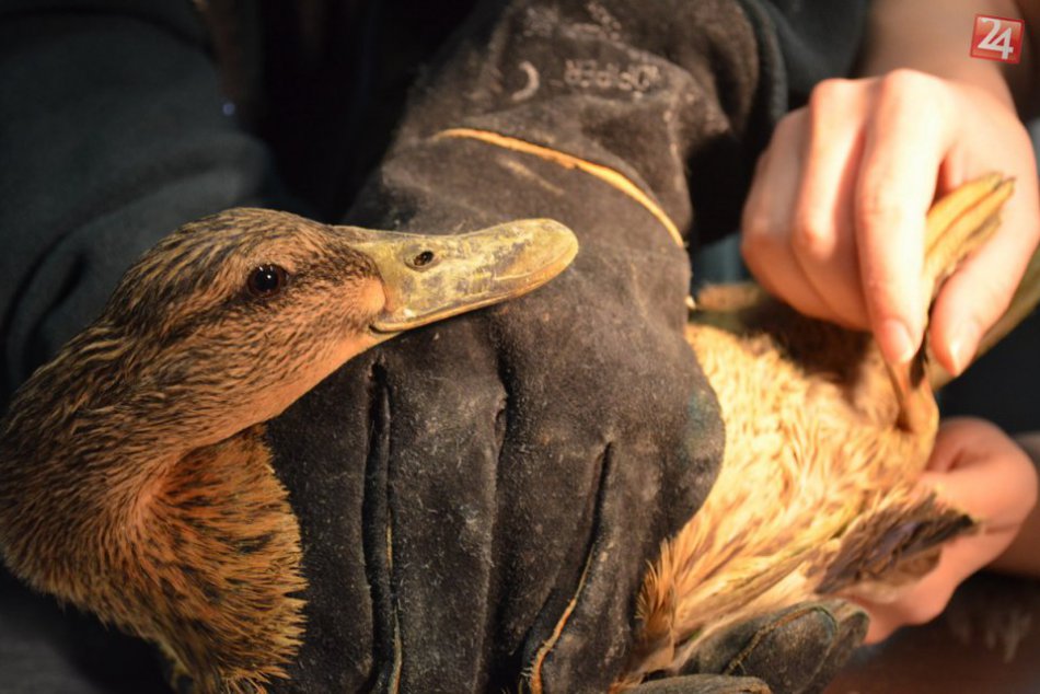 Príbeh so štastným koncom: Zrazená sovička už má nový domov, FOTO z vypúšťania