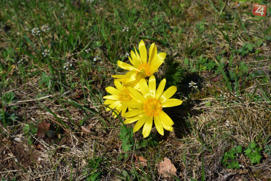 FOTO: Jar zavítala do Nitry a zrazu všetko vyzerá trochu inak