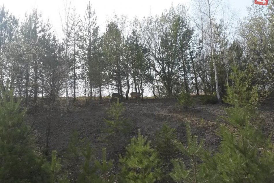 FOTO: Milá návšteva na bystrickom sídlisku