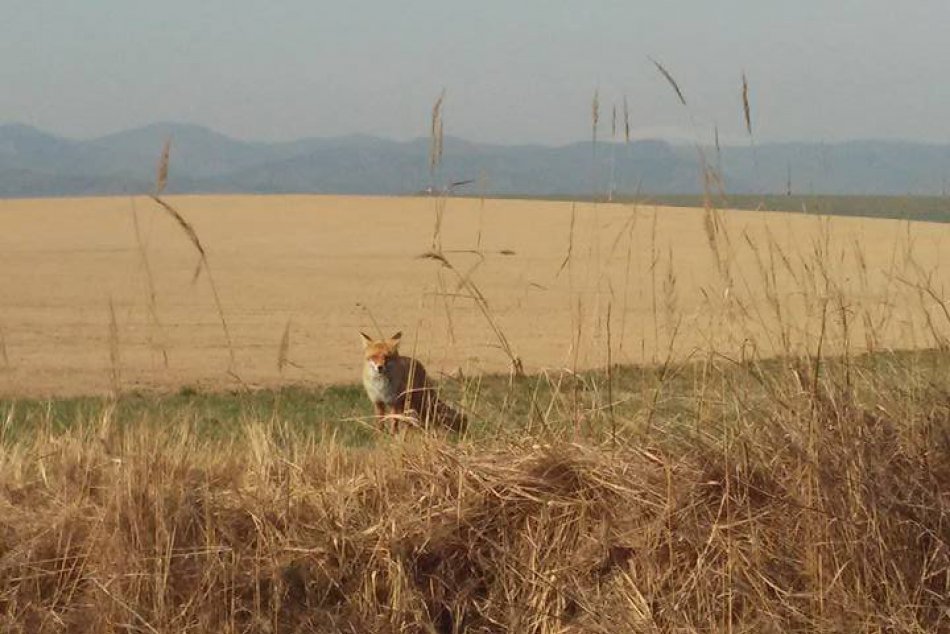 Šoféroval auto a zrazu sa mu naskytol pohľad na ryšavé krásavice