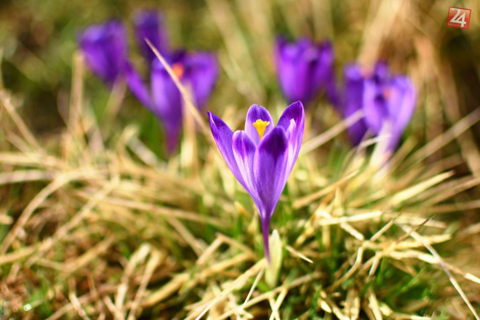 Pozriete na to a vaše oči zažijú krásne potešenie: Pod Tatrami sa objavili fialo