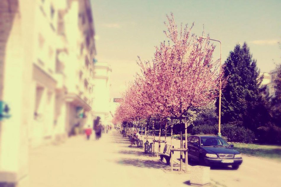 OBRAZOM : Rozkvitnutá jar v Žiline