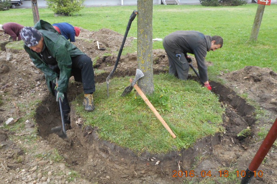 Presádzanie stromov v Dúbravke