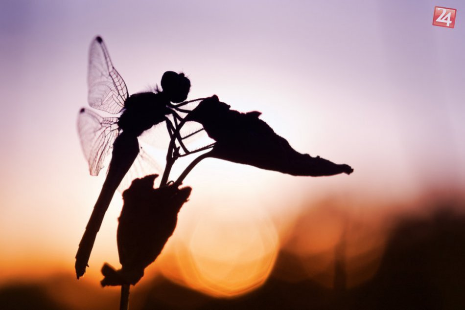 Krása, ktorá nás obklopuje, tu nemusí byť večne: ROZHOVOR s fotografom Matejom Ž