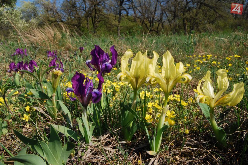 Poklady Zoborskej lesostepi: FOTO vzácny endemit Peniažtek slovenský už kvitne