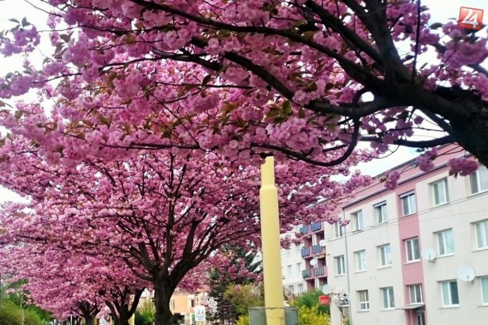 Hlasovanie o rozkvitnutých uliciach v našom meste? Víťazom je Ulica 17. novembra