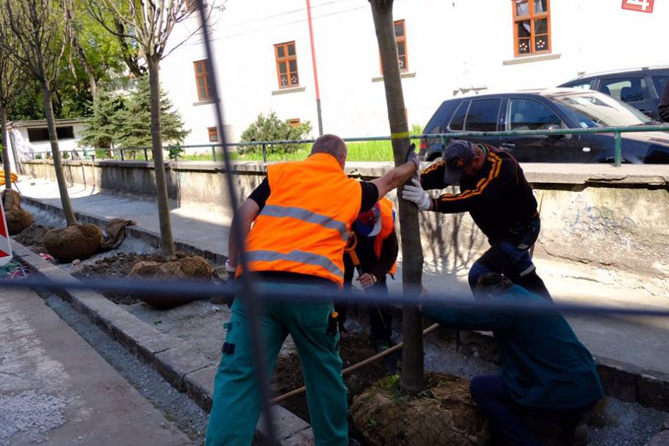 Výsadba stromov na Palackého ulici