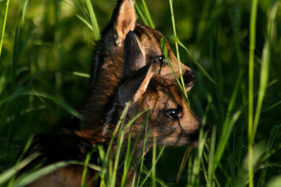 FOTO: Úchvatné zábery fotografa Dominika Belicu
