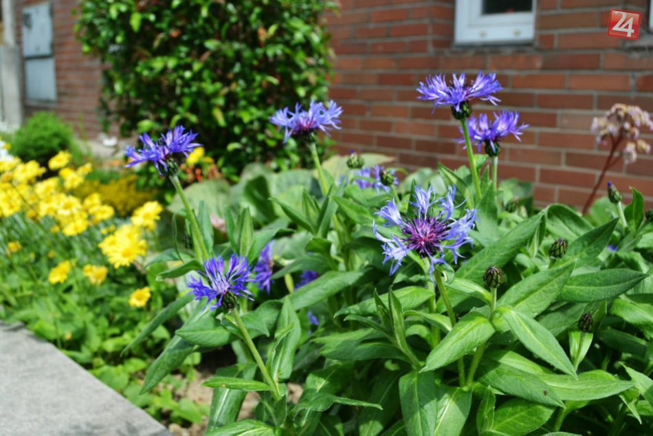 FOTO: Keď do Zvolena zavíta jar